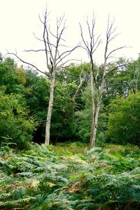 Trees in forest