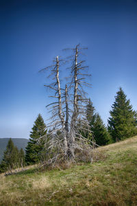 Trees on field against clear blue sky