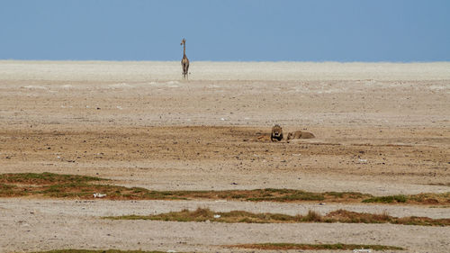 View of a horse on field