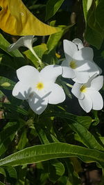 Close-up of white flowering plant