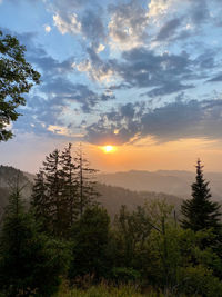 Scenic view of forest against sky during sunset