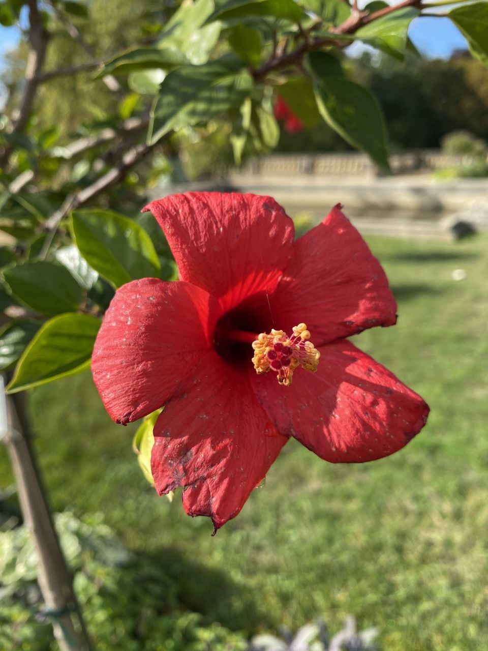 CLOSE-UP OF RED HIBISCUS PLANT