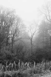 Bare trees in foggy weather