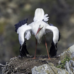 Close-up of bird perching on rock