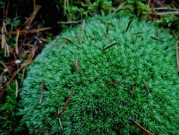 High angle view of plants growing on field