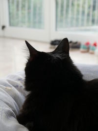 Close-up portrait of black cat