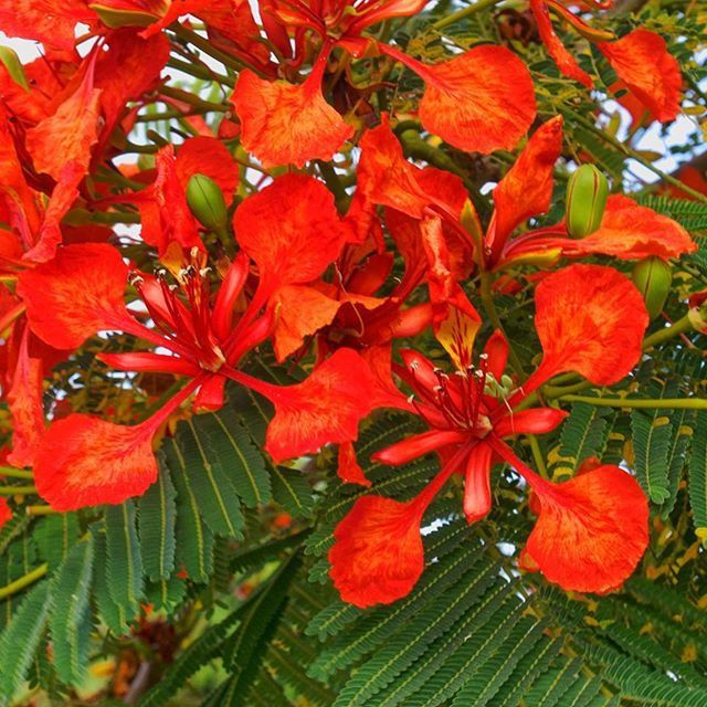 red, leaf, growth, beauty in nature, nature, close-up, fragility, freshness, plant, season, flower, autumn, focus on foreground, day, natural pattern, outdoors, backgrounds, leaves, tranquility, no people