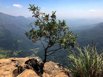 Tree by mountains against sky