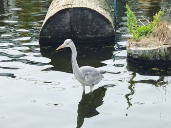 Swan swimming in lake