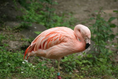 Side view of duck on field