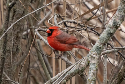 Colorful red cardinal is sitting on a tree branch on a sunny day in the forest