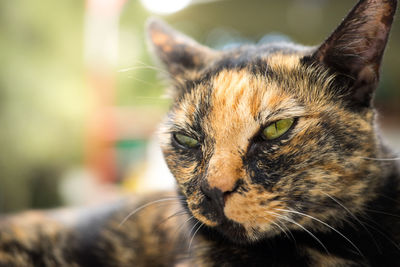 Close-up of cat lying outdoors