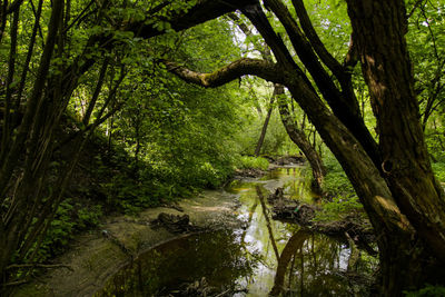 River amidst trees in forest