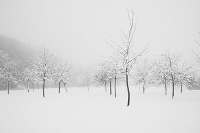 Bare trees on snow covered land against clear sky