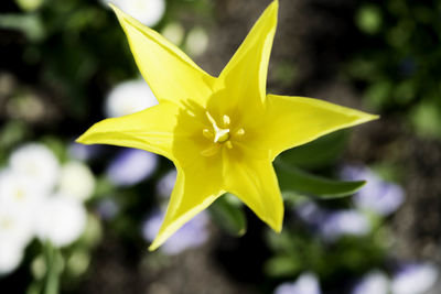 Close-up of yellow daffodil