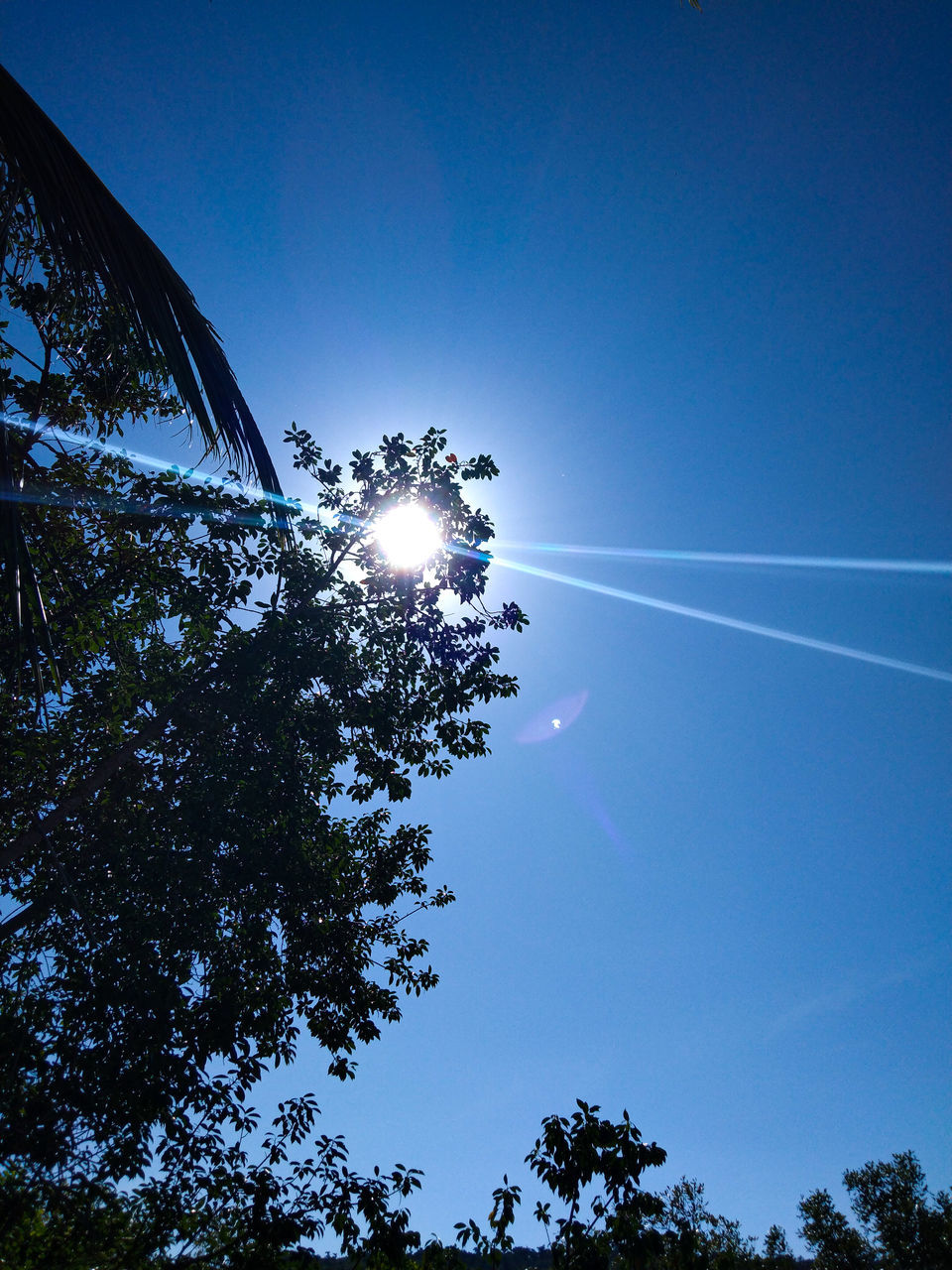 LOW ANGLE VIEW OF TREES AGAINST BLUE SKY