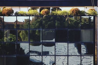 Plants seen through glass window