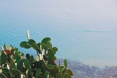 Cactus plants with sea in background