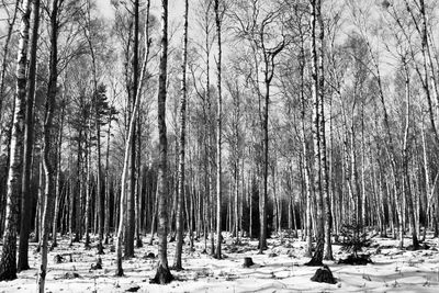 Snow covered trees in forest