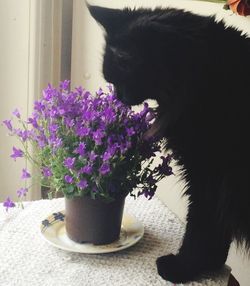 Close-up of cat sitting on window sill