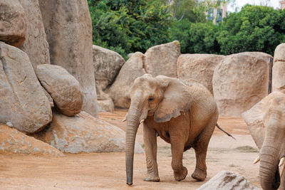 indian elephant