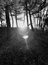 Sunlight streaming through trees in forest