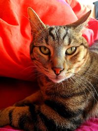 Close-up portrait of cat