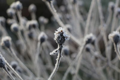 Close-up of plant against blurred background