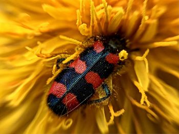 Close-up of butterfly pollinating on yellow flower