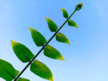 Low angle view of leaves against blue sky