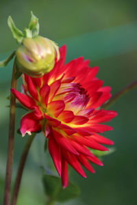 Close-up of red flower blooming outdoors