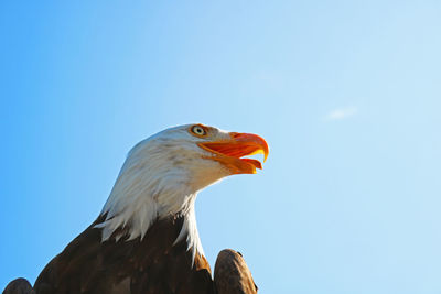 Low angle view of eagle against clear blue sky