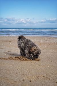 Dog sitting at beach