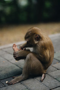 Monkey sitting on a footpath