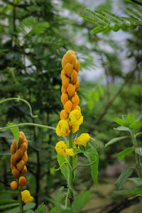 Close-up of yellow flowering plant