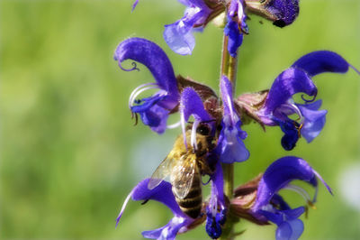 Close-up of purple flowering plants