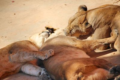 High angle view of sleeping lions
