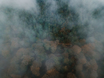 High angle view of forest in foggy weather
