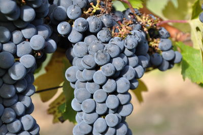 Close-up of grapes