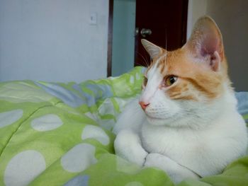 Close-up portrait of cat at home