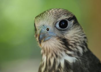 Close-up portrait of a bird