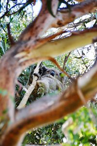 Low angle view of bird perching on tree