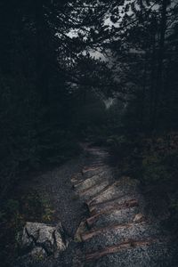 View of trees in forest