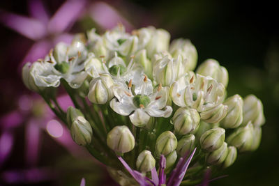 Close-up of white flowering plant