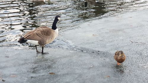 High angle view of geese in lake