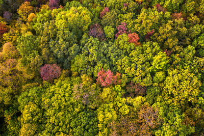 High angle view of flowering plants