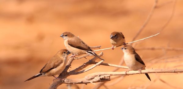 Close-up of bird perching on branch