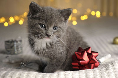 Christmas cat. small gray kitten playing with xmas decorations, balls, looking to camera. kitty