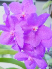 Close-up of purple flowers