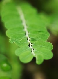 Close-up of green leaves